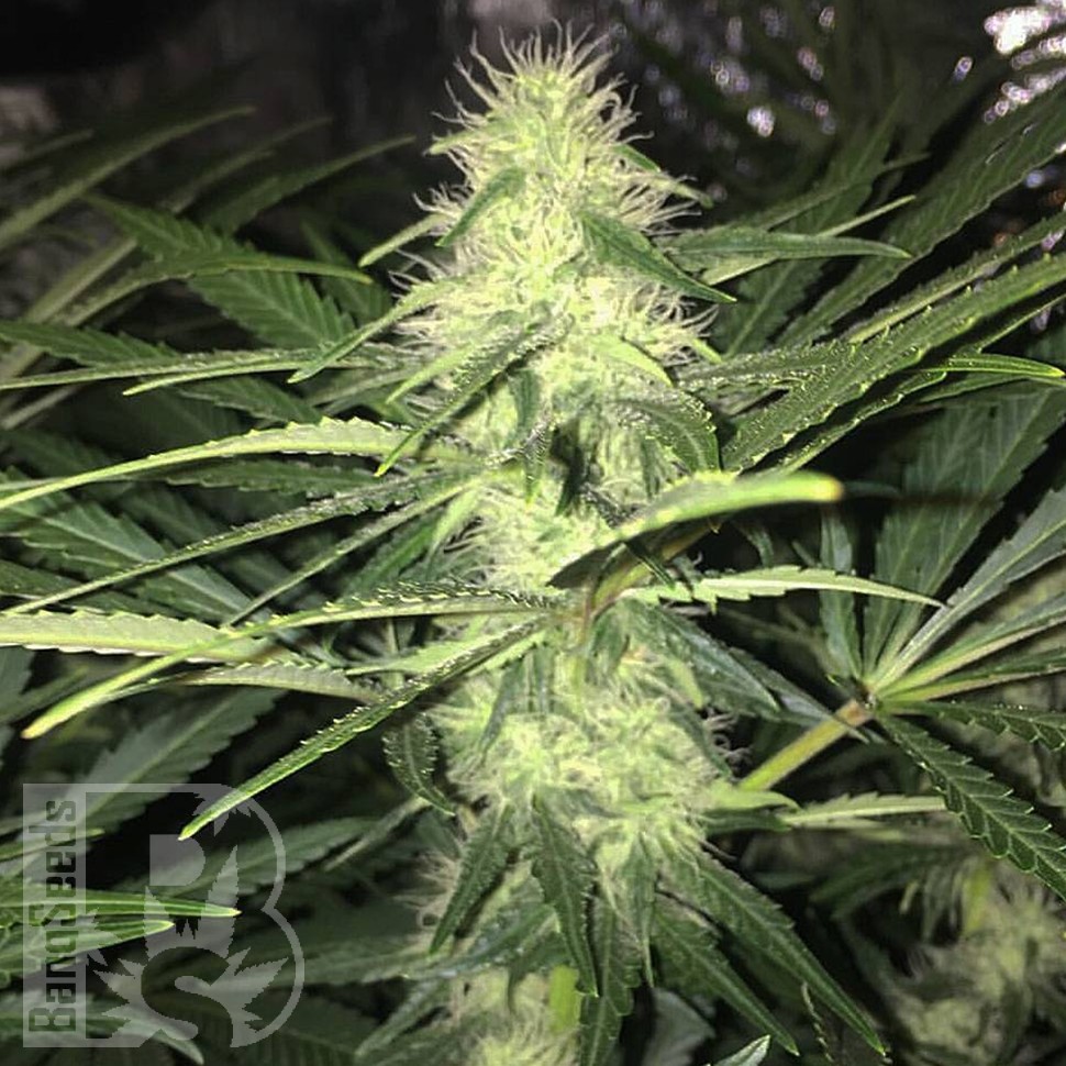 купить семена конопли оптом Sweet Cheese feminised Ganja Seeds