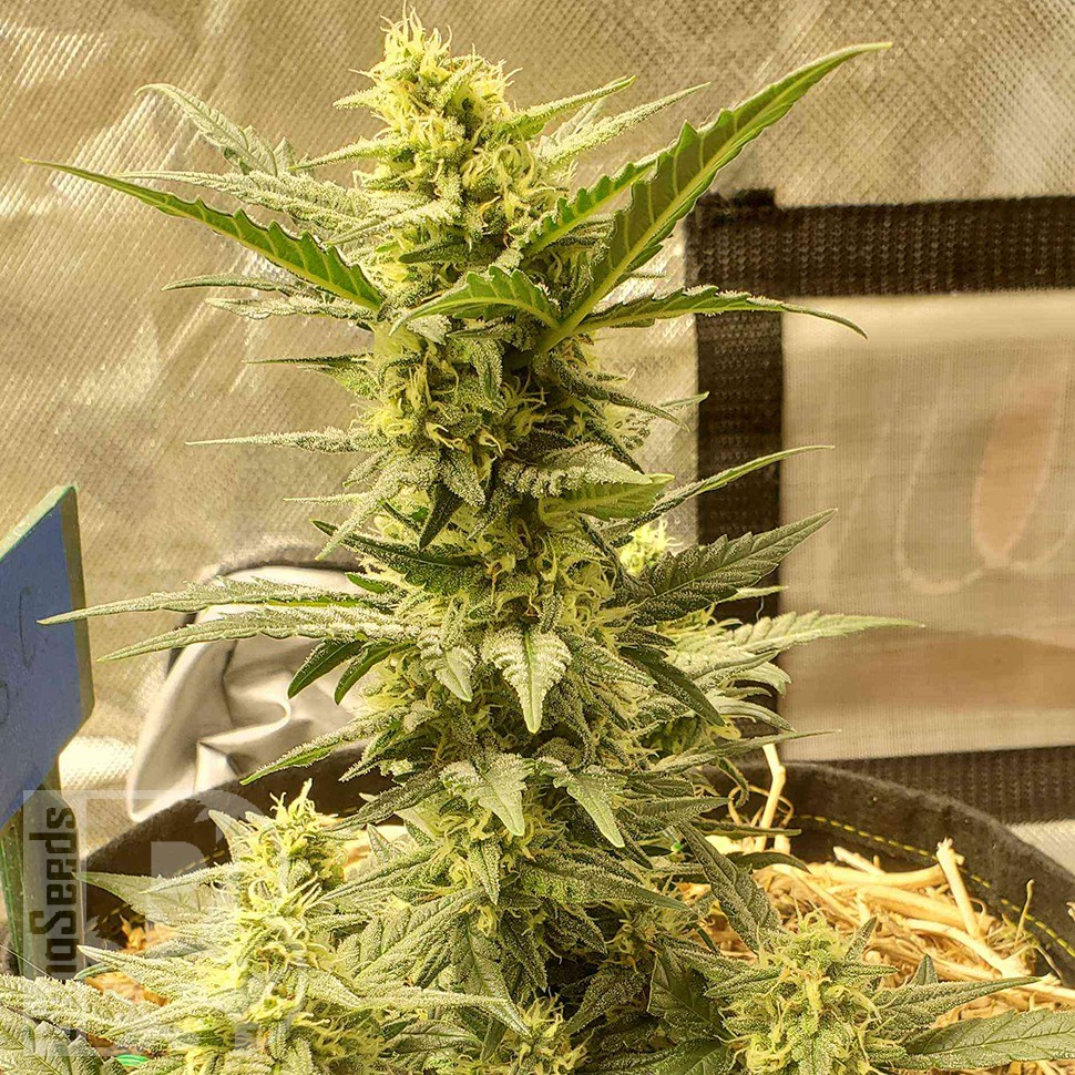 как прорастить семена конопли Sweet Cheese feminised Ganja Seeds