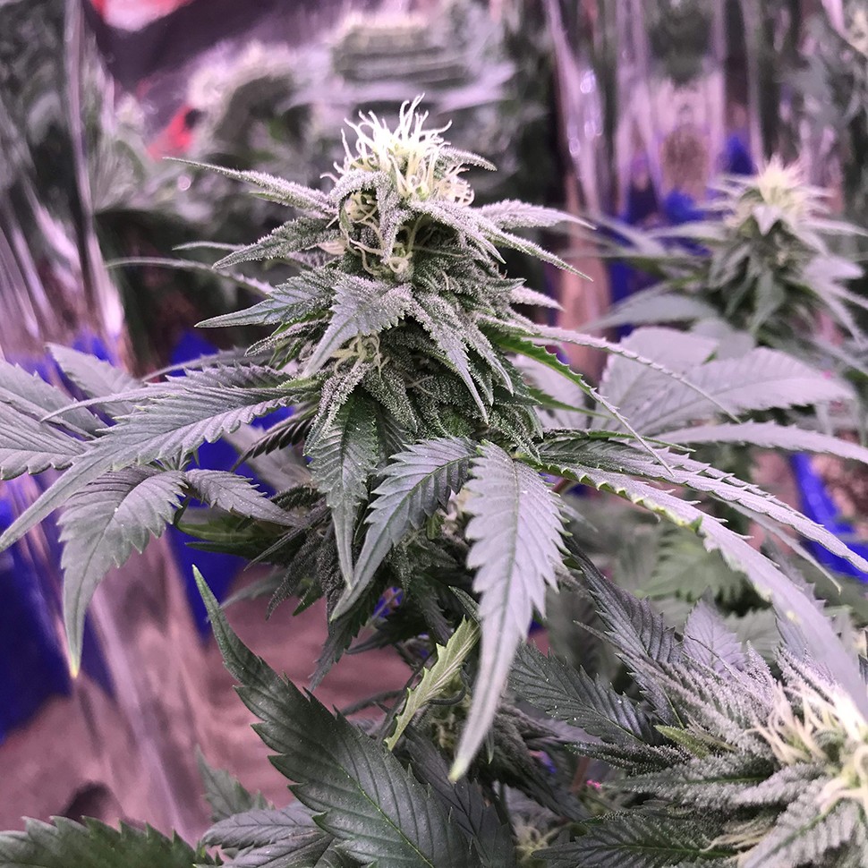 Семена  Laughing Buddha regular Ganja Seeds