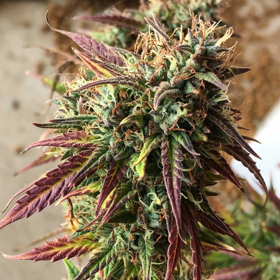 Семена марихуаны  Auto Cookies feminised Ganja Seeds