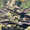 Семена  Mango Haze CBD feminised Ganja Seeds
