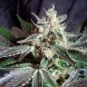 Семена  Black Jack feminised Fast Version Ganja Seeds 