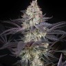 Семена  Black Jack feminised Fast Version Ganja Seeds 