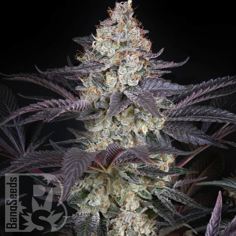 Семена  Black Jack feminised Fast Version Ganja Seeds 