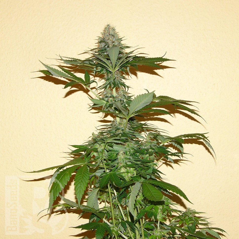Семена  Auto Nirvana Sky feminised Ganja Seeds