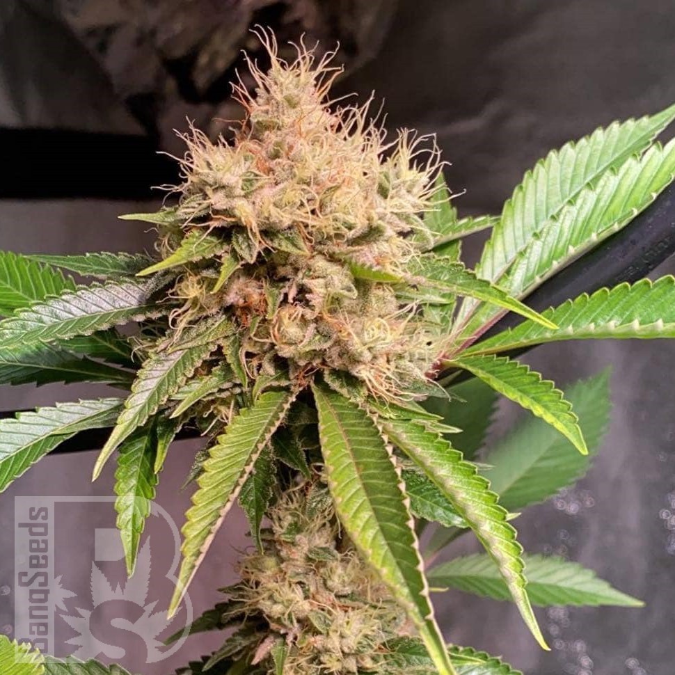 Семена  Auto Nirvana Sky feminised Ganja Seeds