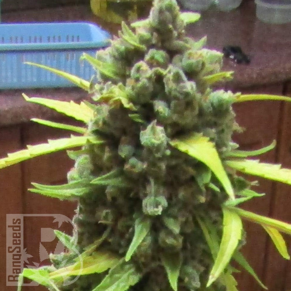 Семена  Auto Cinderella feminised Ganja Seeds