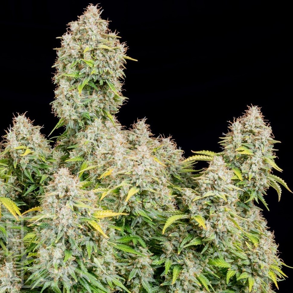 Семена  Auto Cinderella feminised Ganja Seeds