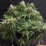 Семена  Auto Cinderella feminised Ganja Seeds