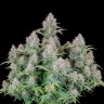 Семена  Auto Cinderella feminised Ganja Seeds