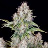 Семена  Auto Cinderella feminised Ganja Seeds