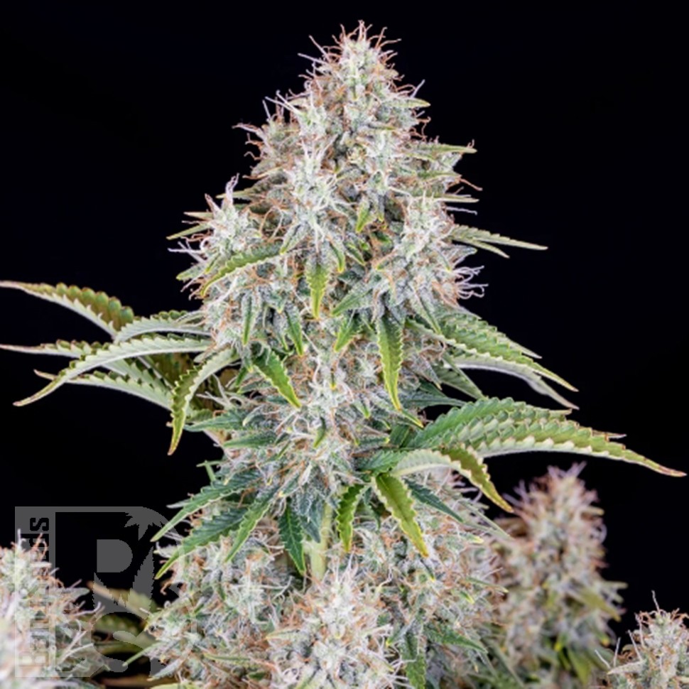 Семена  Auto Cinderella feminised Ganja Seeds