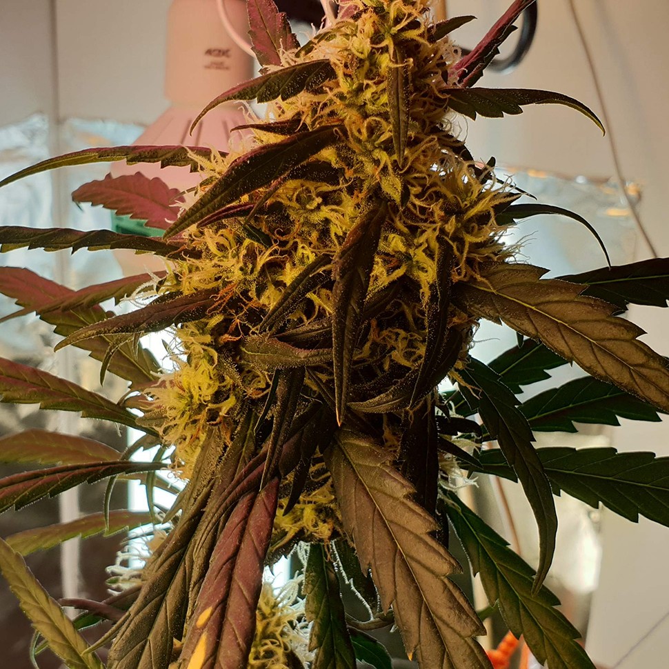 купить качественные семена конопли Amnesia feminised