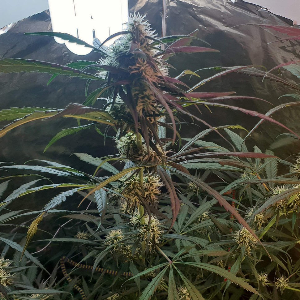 купить семена конопли f1 в оригинальной упаковке Amnesia feminised