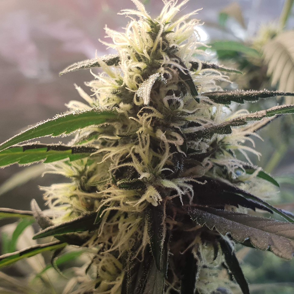 Семена  Amnesia feminised Ganja Seeds