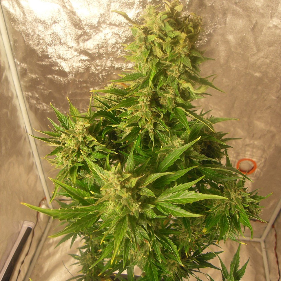 Семена каннабиса  Auto Easy Ryder regular Ganja Seeds