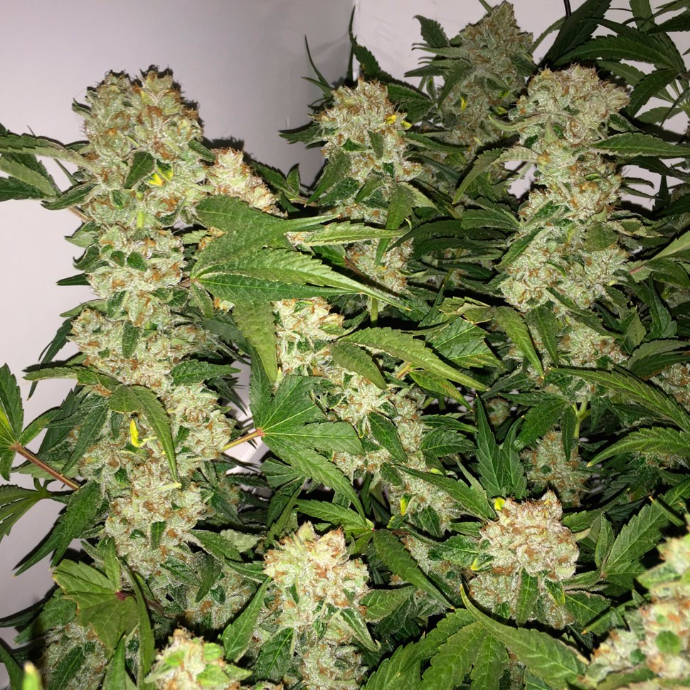 Семена марихуаны  Lemon Skunk feminised Ganja Seeds