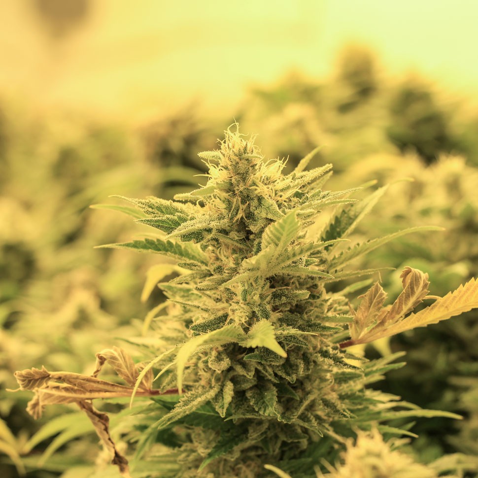 заказать семена конопли наложенным платежом Lemon Skunk feminised