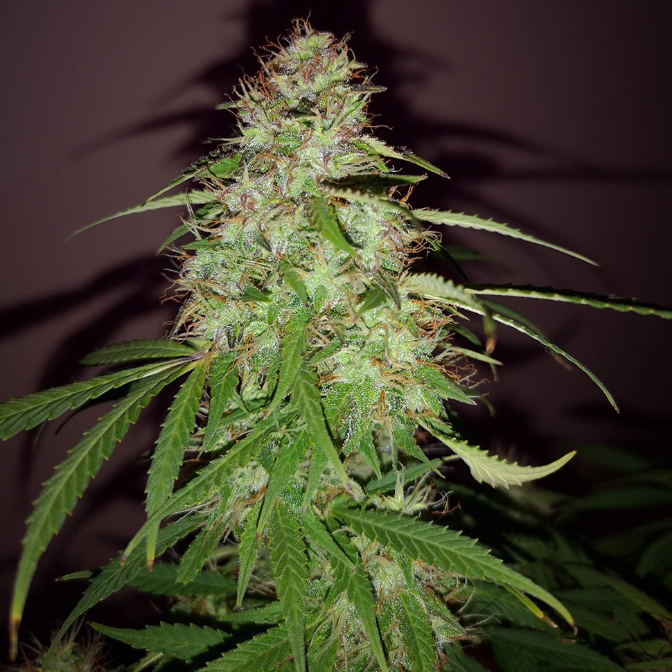 Семена ганжа  Quick London regular Ganja Seeds