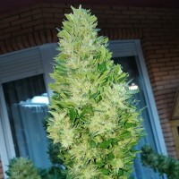 Auto Black Domina feminised Ganja Seeds