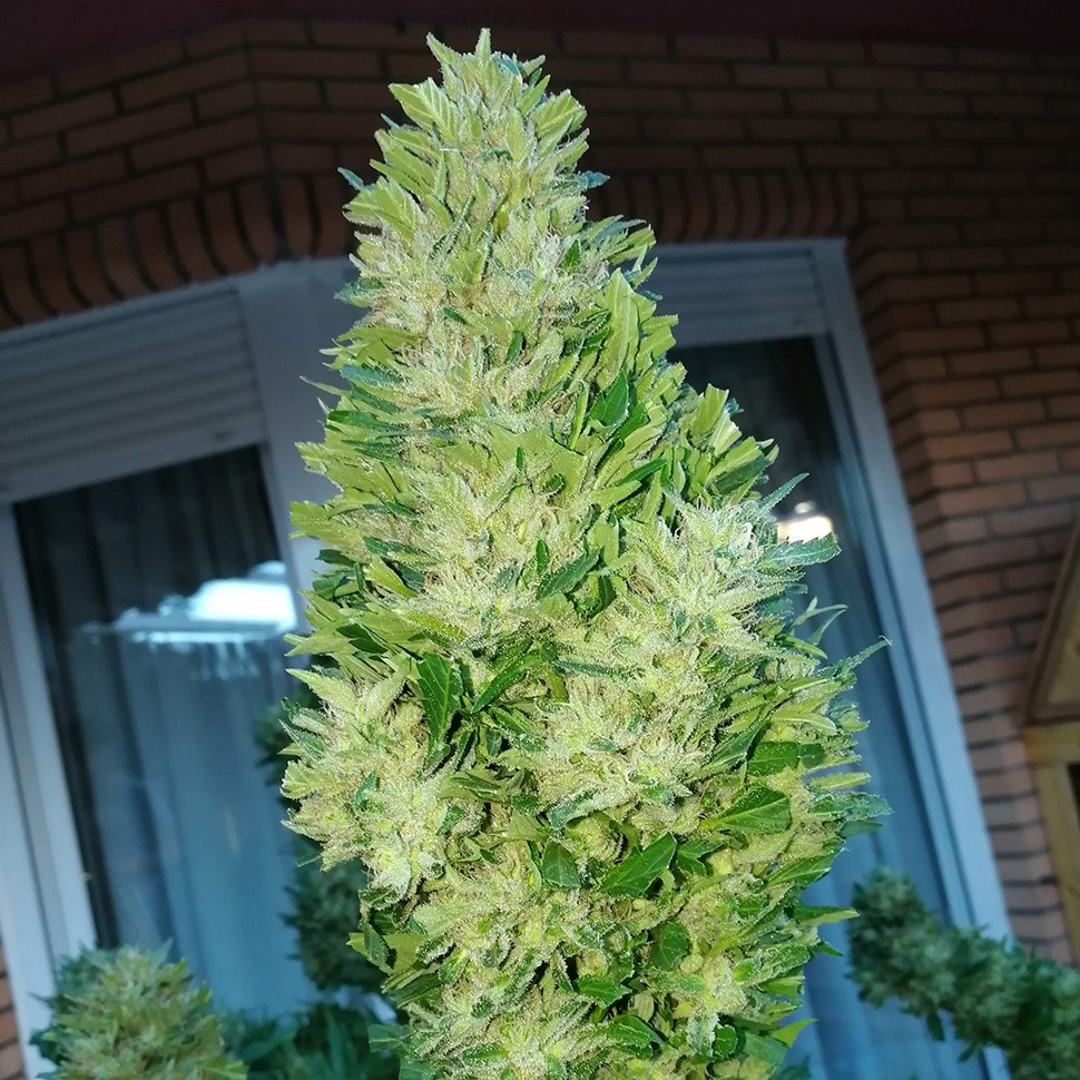 Семена конопли  Auto Black Domina feminised Ganja Seeds