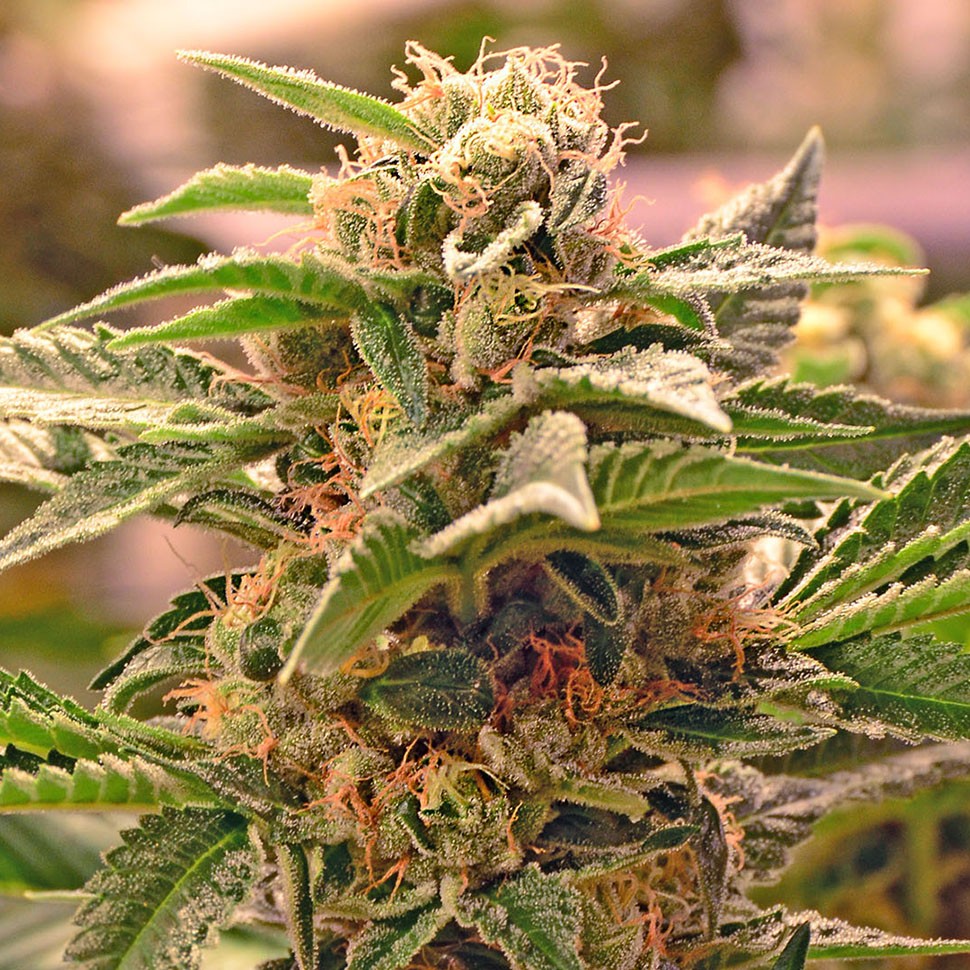 Семена конопли  Auto Manti feminised Bang Seeds