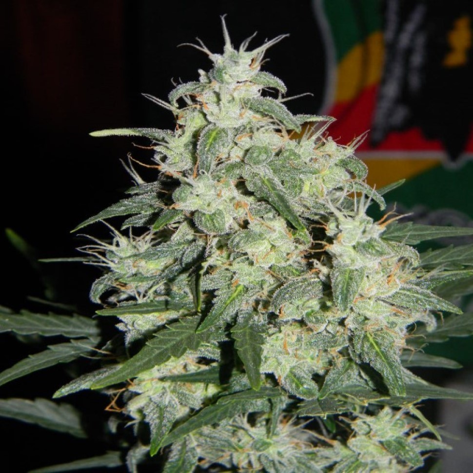 Семена конопли  Auto Little Russian feminised Ganja Seeds