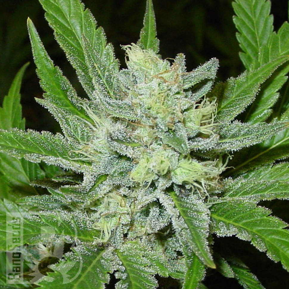 Семена  Auto Northern Blue feminised Ganja Seeds
