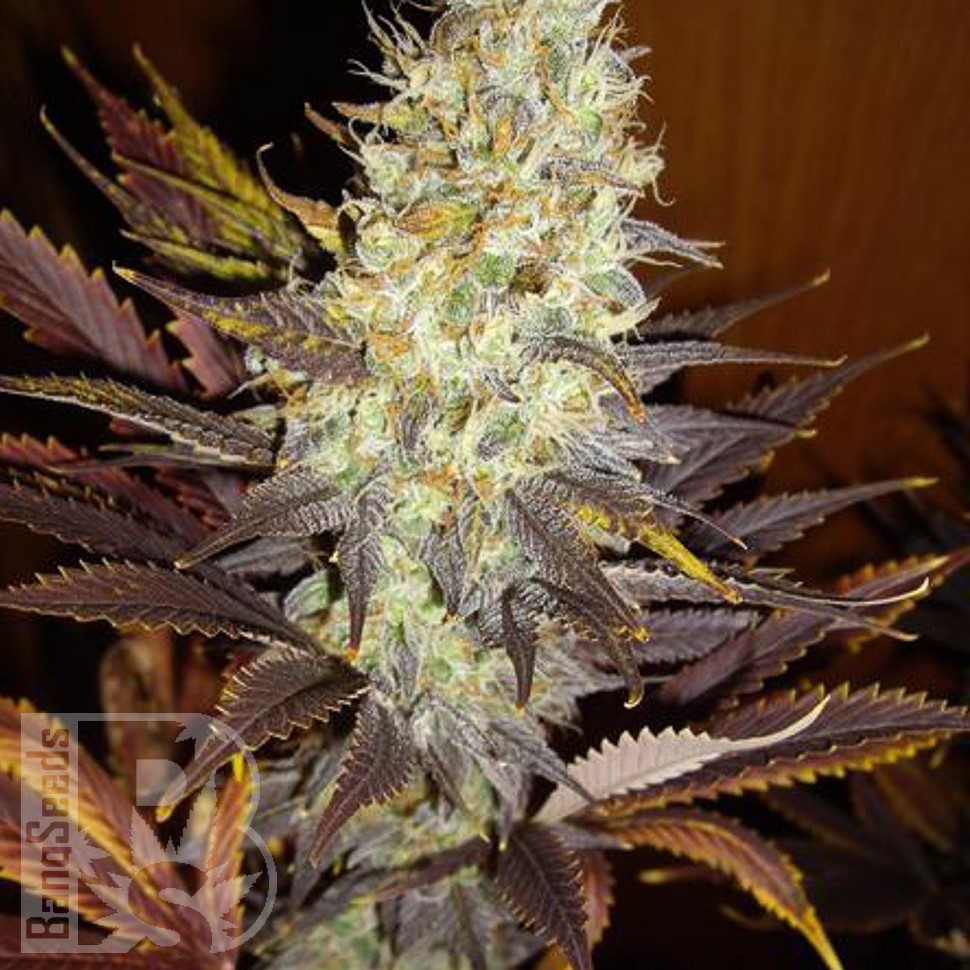 Семена  Auto Northern Blue feminised Ganja Seeds