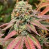 Семена  Auto Northern Blue feminised Ganja Seeds