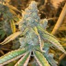 Семена  Auto Northern Blue feminised Ganja Seeds