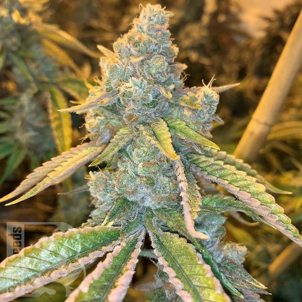 Семена  Auto Northern Blue feminised Ganja Seeds