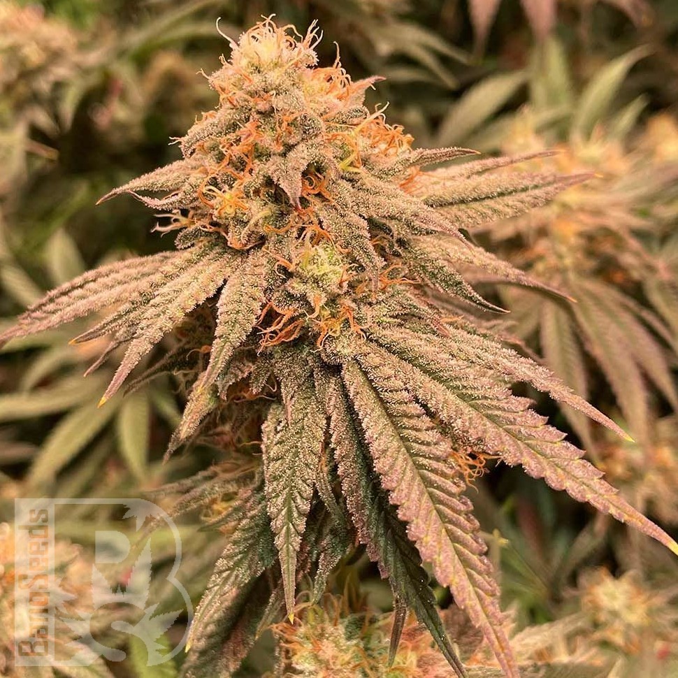 Семена  Auto Northern Blue feminised Ganja Seeds