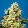 Семена марихуаны  Auto Sweet Gelato feminised Ganja Seeds