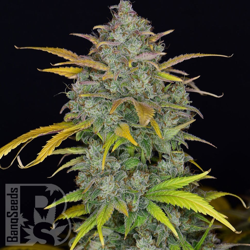 Семена марихуаны  Auto Sweet Gelato feminised Ganja Seeds