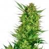 Семена марихуаны  Auto Sweet Gelato feminised Ganja Seeds