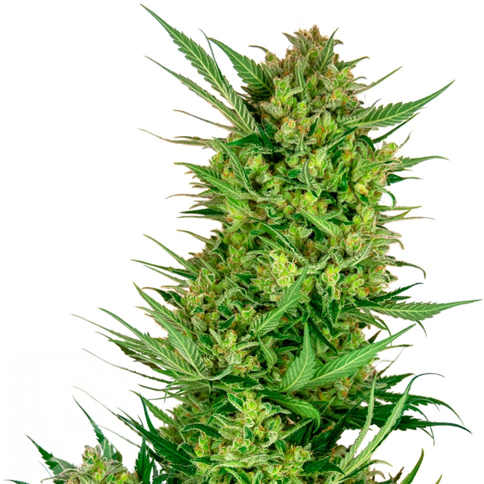 Семена марихуаны  Auto Sweet Gelato feminised Ganja Seeds