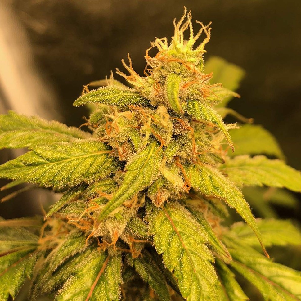 Семена  Auto Black Jack regular Ganja Seeds