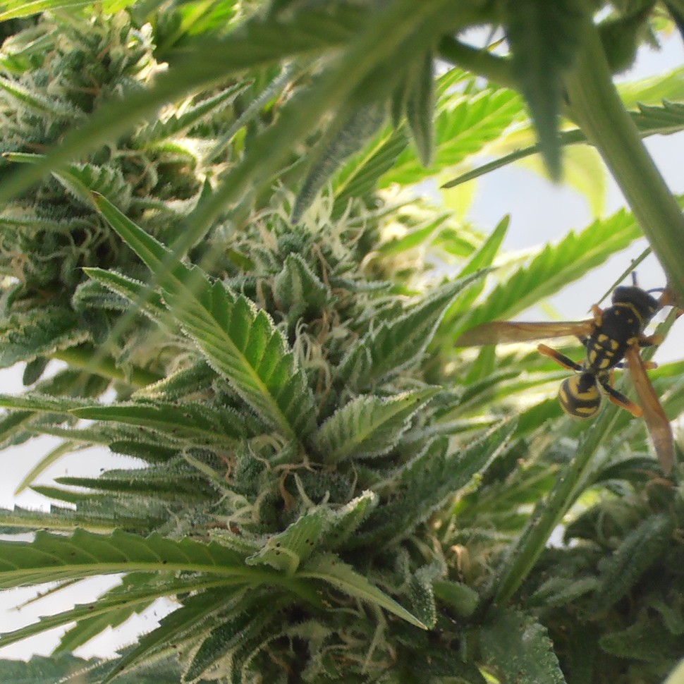 Семена ганжа  Sweet Tooth feminised Ganja Seeds