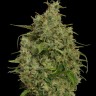 Семена ганжа  Sweet Tooth feminised Ganja Seeds