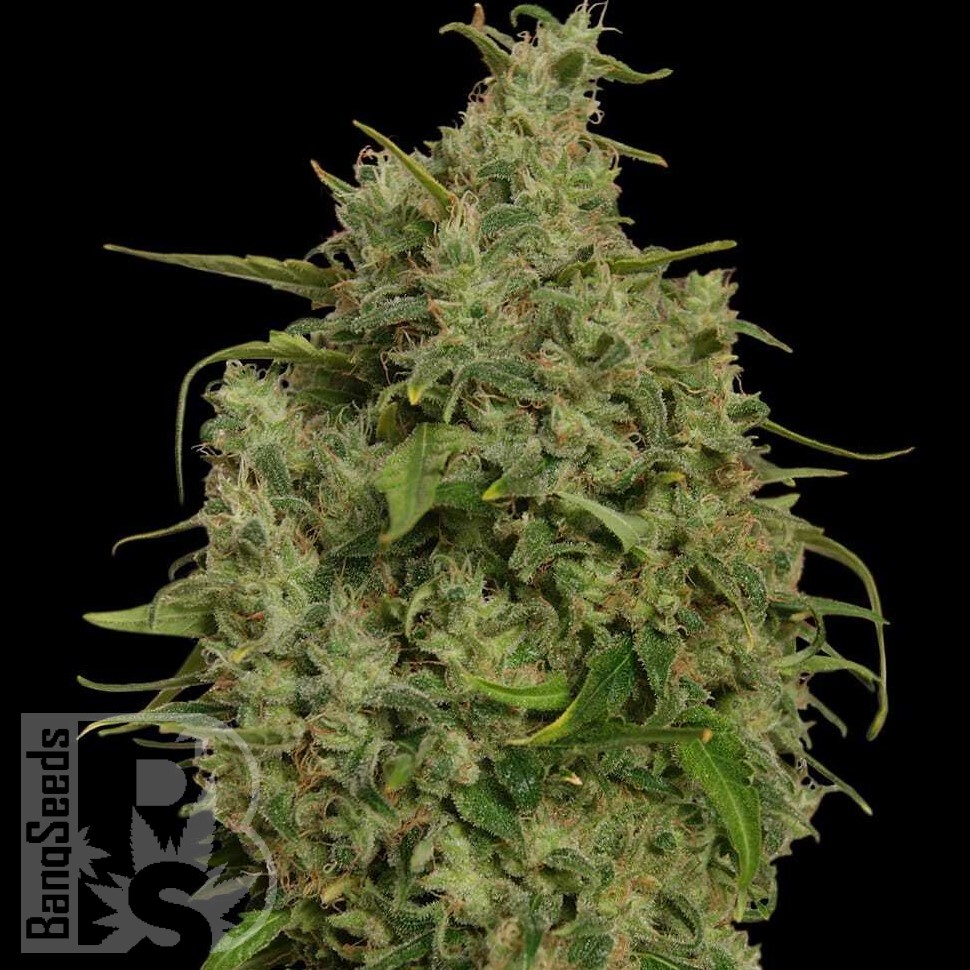 Семена ганжа  Sweet Tooth feminised Ganja Seeds