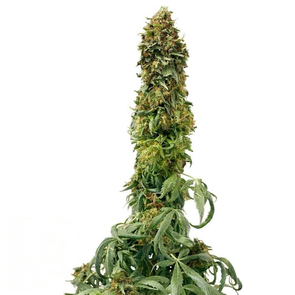 Семена ганжа  Sweet Tooth feminised Ganja Seeds