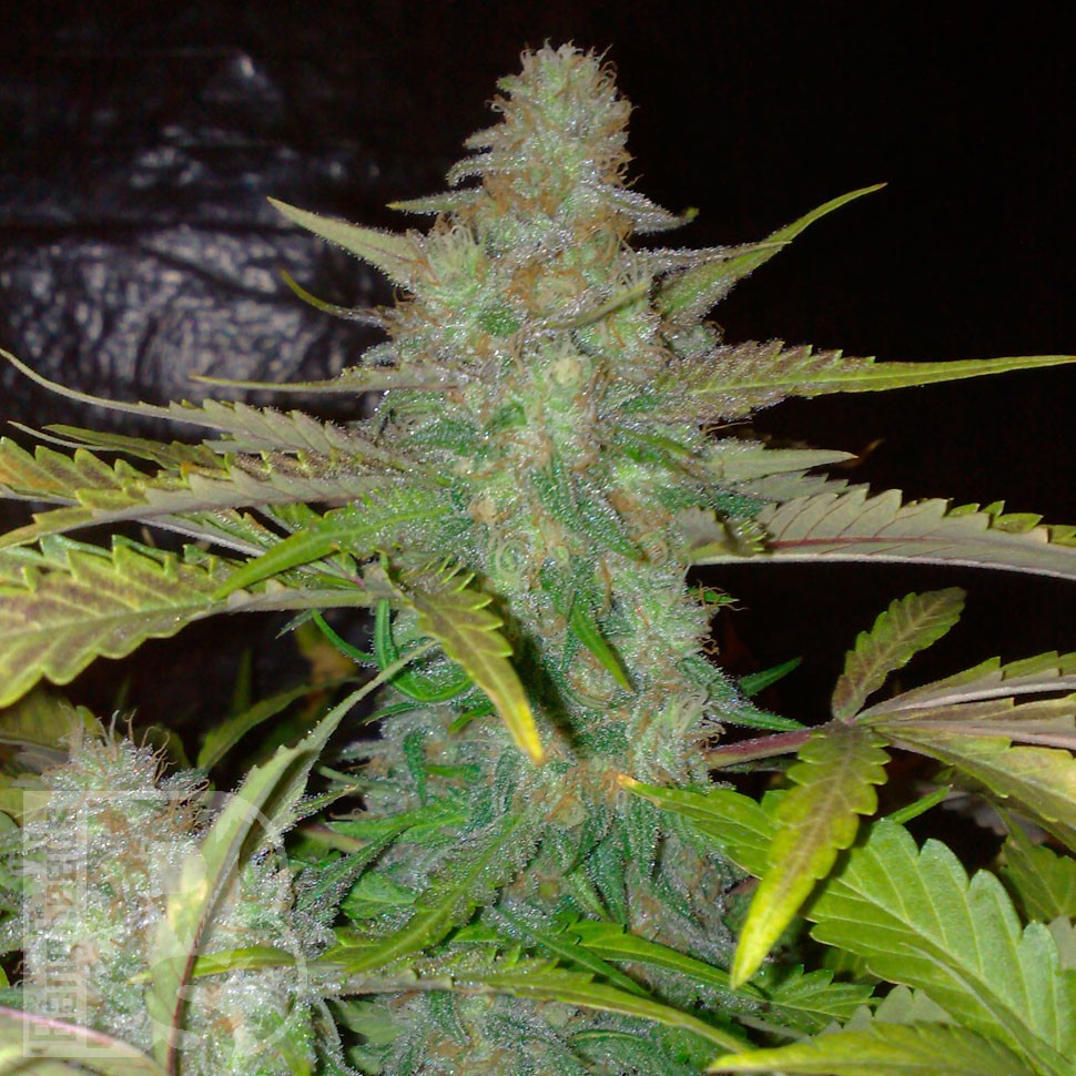 Семена  Auto Northern Lights CBD feminised Ganja Seeds