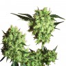 Marley's Collie feminised Ganja Seeds