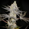 Семена каннабиса  Auto Zkittlez OG feminised Ganja Seeds