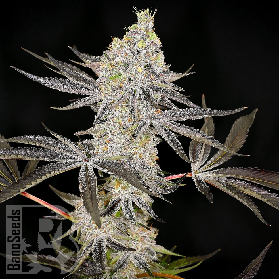 Семена каннабиса  Auto Zkittlez OG feminised Ganja Seeds