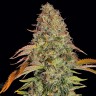 Семена каннабиса  Auto Zkittlez OG feminised Ganja Seeds