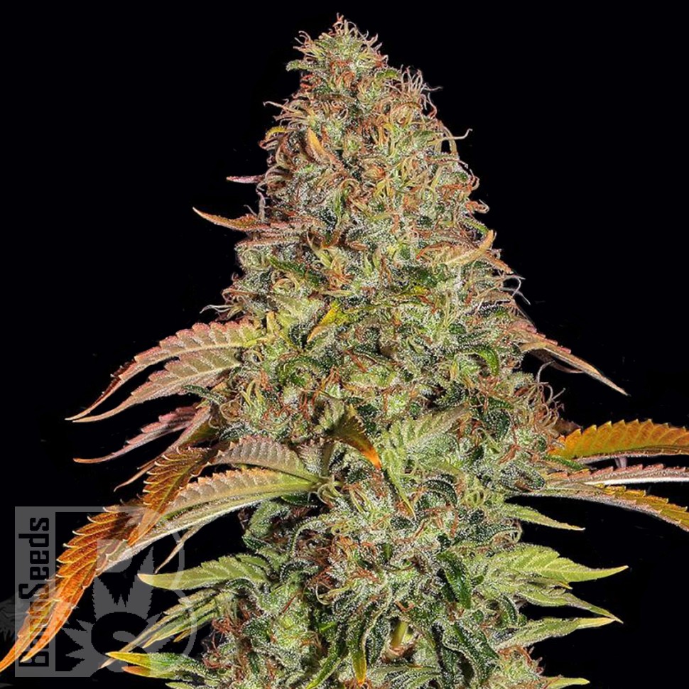 Семена каннабиса  Auto Zkittlez OG feminised Ganja Seeds