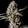 Семена каннабиса  Auto Zkittlez OG feminised Ganja Seeds