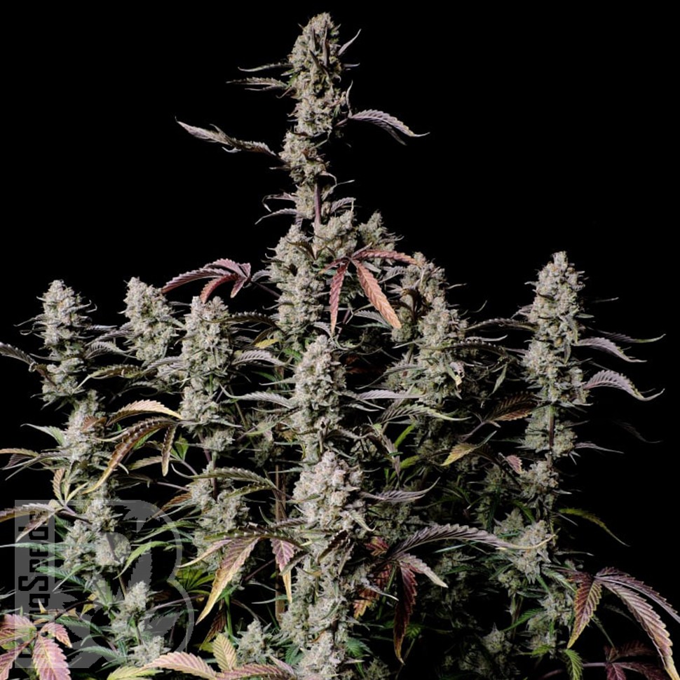 Семена каннабиса  Auto Zkittlez OG feminised Ganja Seeds